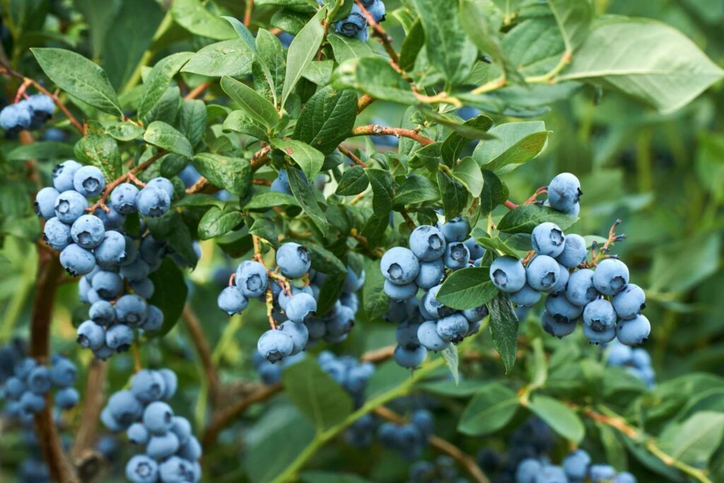Heidelbeeren am Busch