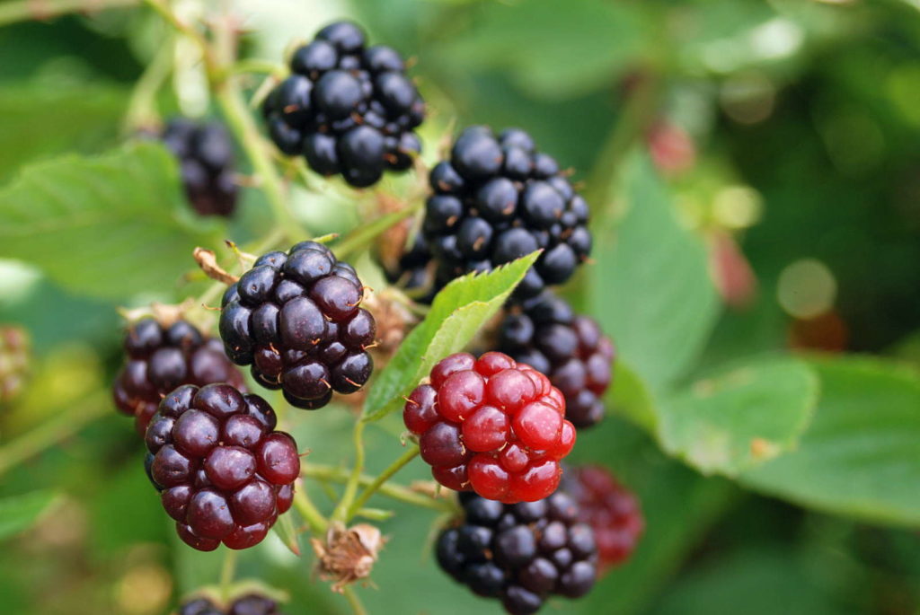 Brombeeren an Pflanze reif und unreif
