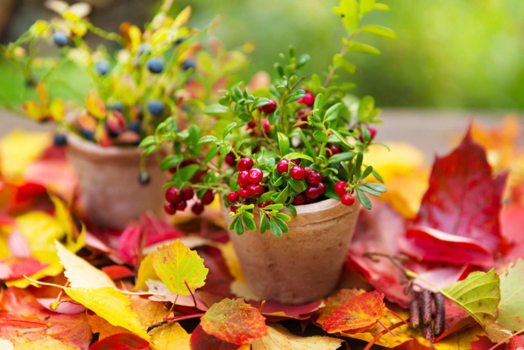 Cranberries und Blaubeeren im Topf mit herbstlichen Bättern