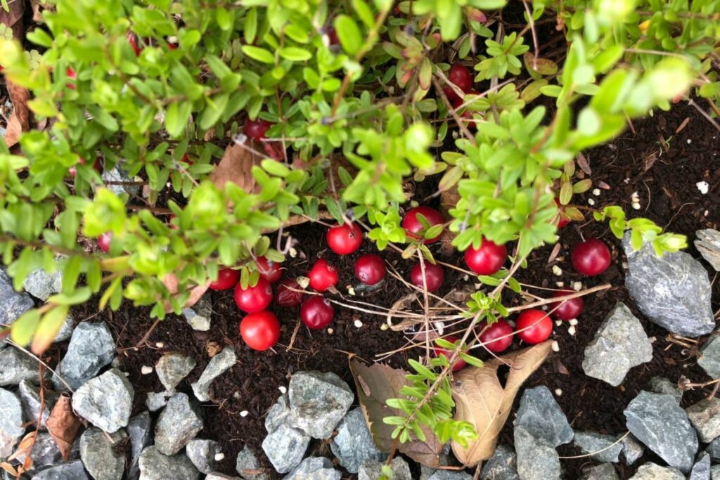 Cranberry Busch Garten