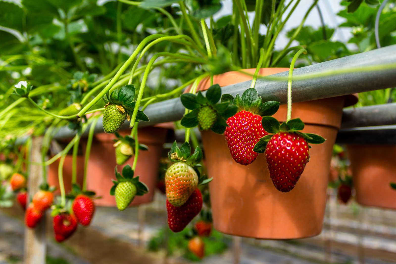 10 Früchte für den Anbau im Topf - Plantura