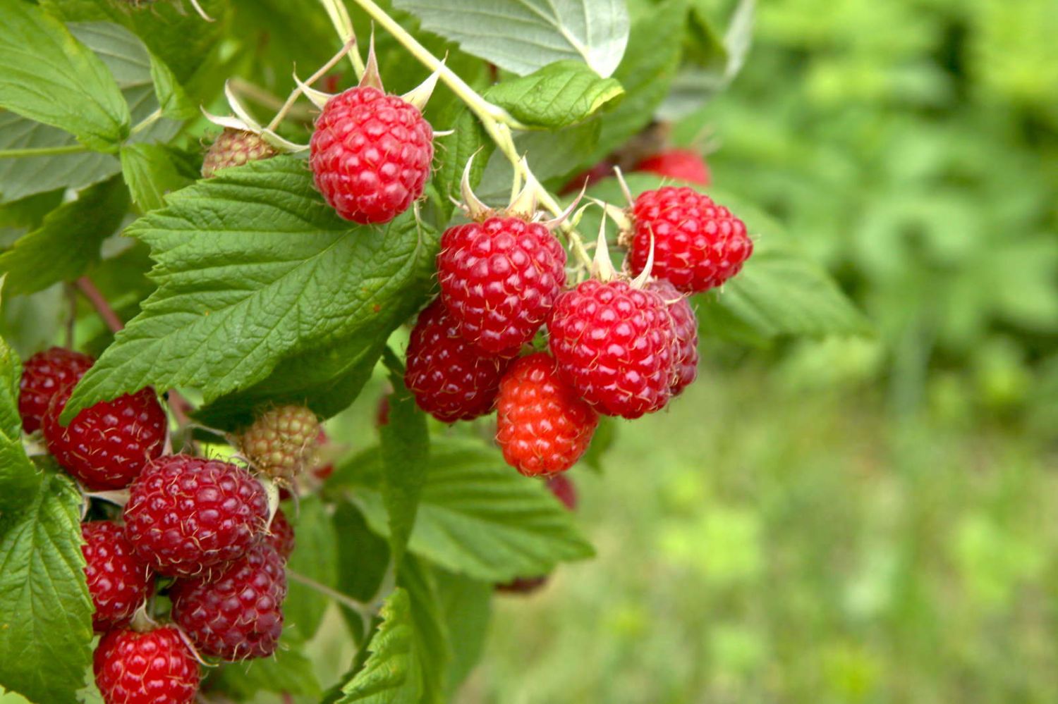 Die besten Beerensorten für Ihren Garten Plantura