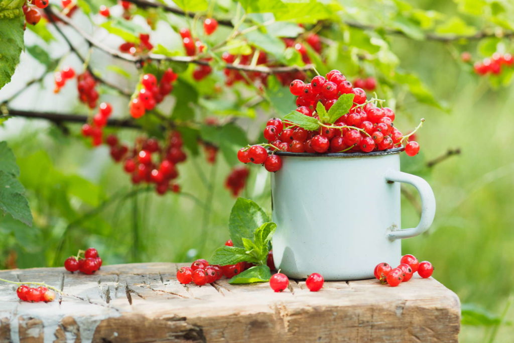 Johannisbeeren im Topf mit Zweigen