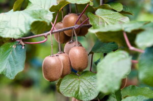Kiwi