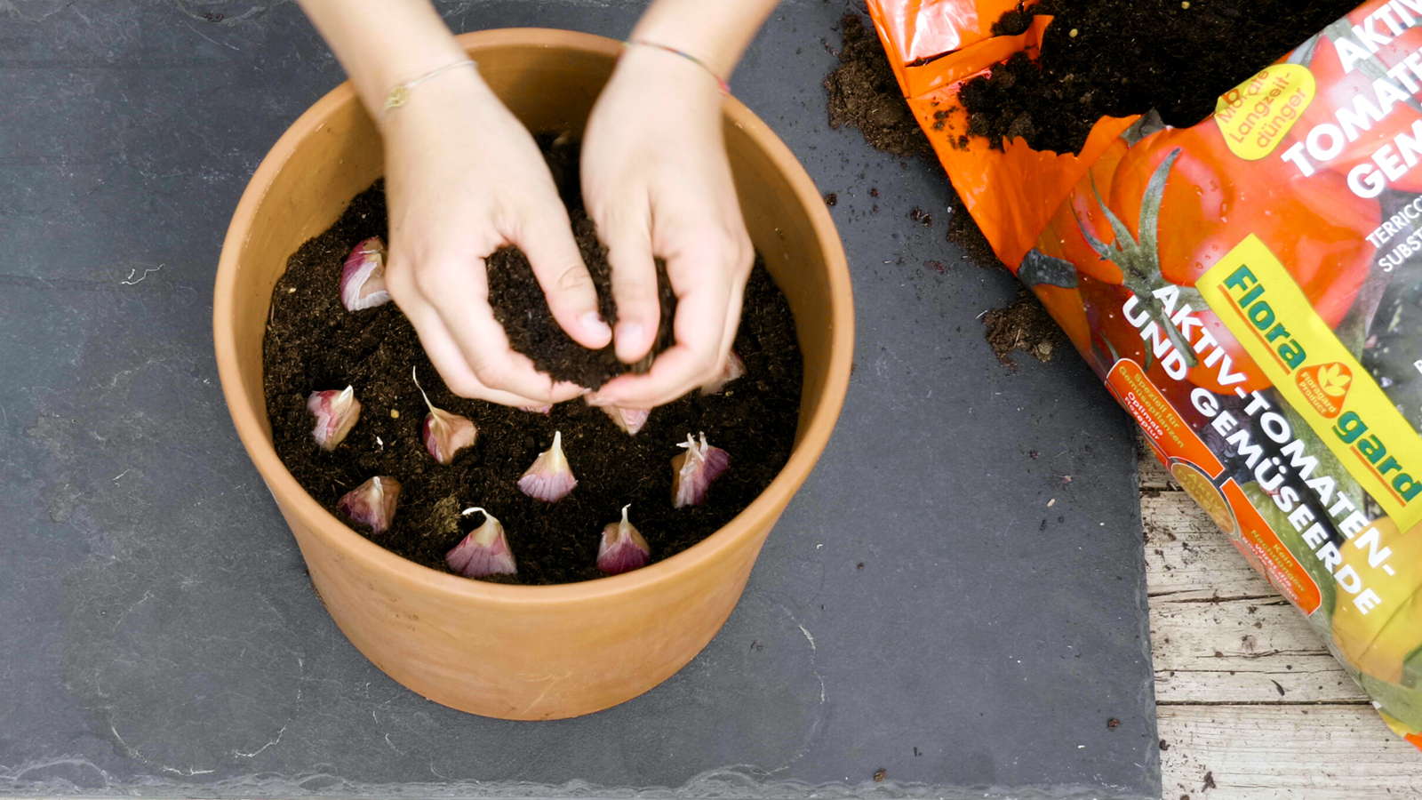 Knoblauch Im Topf Anbauen Video Anleitung Plantura