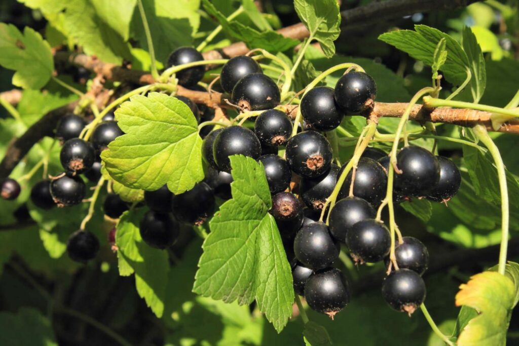 Schwarze Johannisbeeren am Strauch