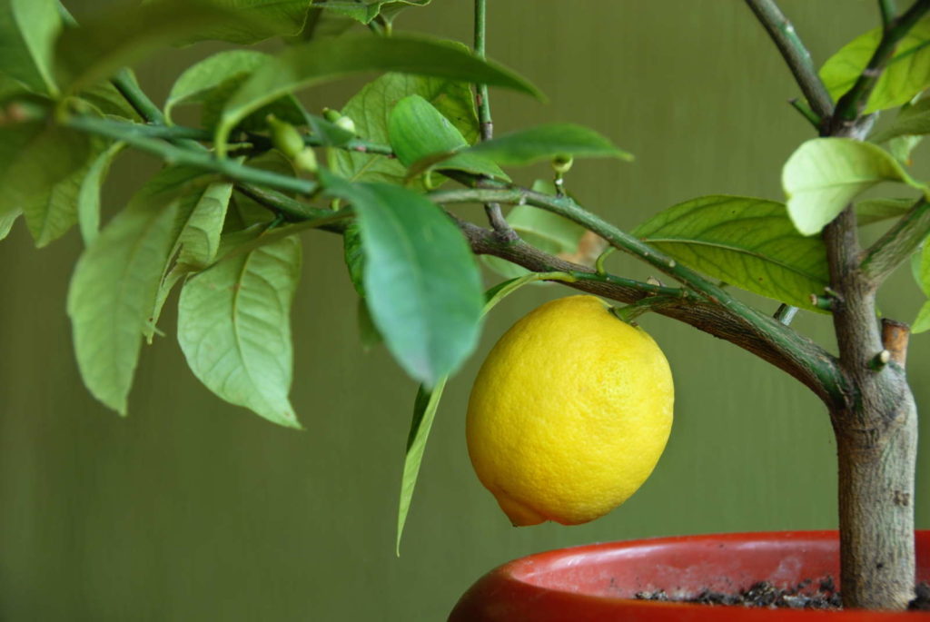 Zitronenpflanze im Topfmit einer Zitrone