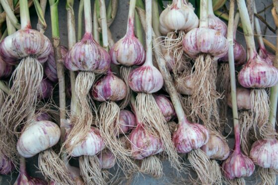 Knoblauch im Topf pflanzen: Video & Anleitung