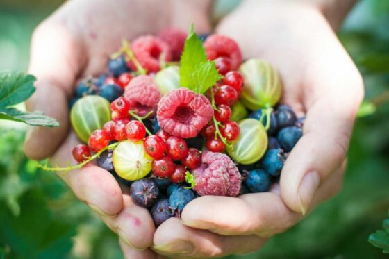 Die besten Beerensorten für Ihren Garten