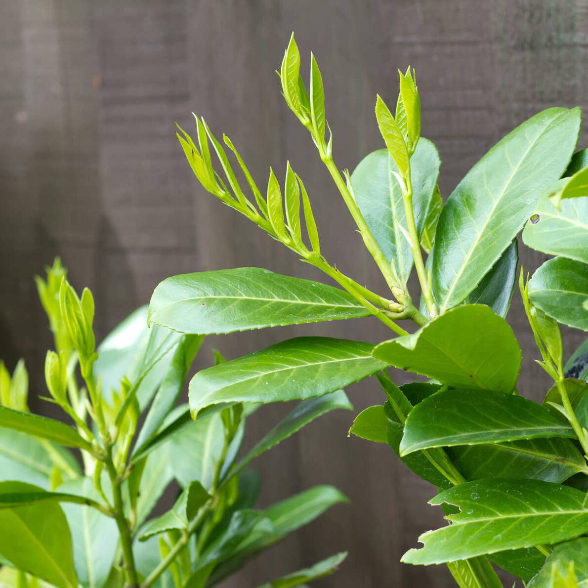 gummibaum online bestellen Ficus elastica (Gummibaum) (L) kaufen main image 1