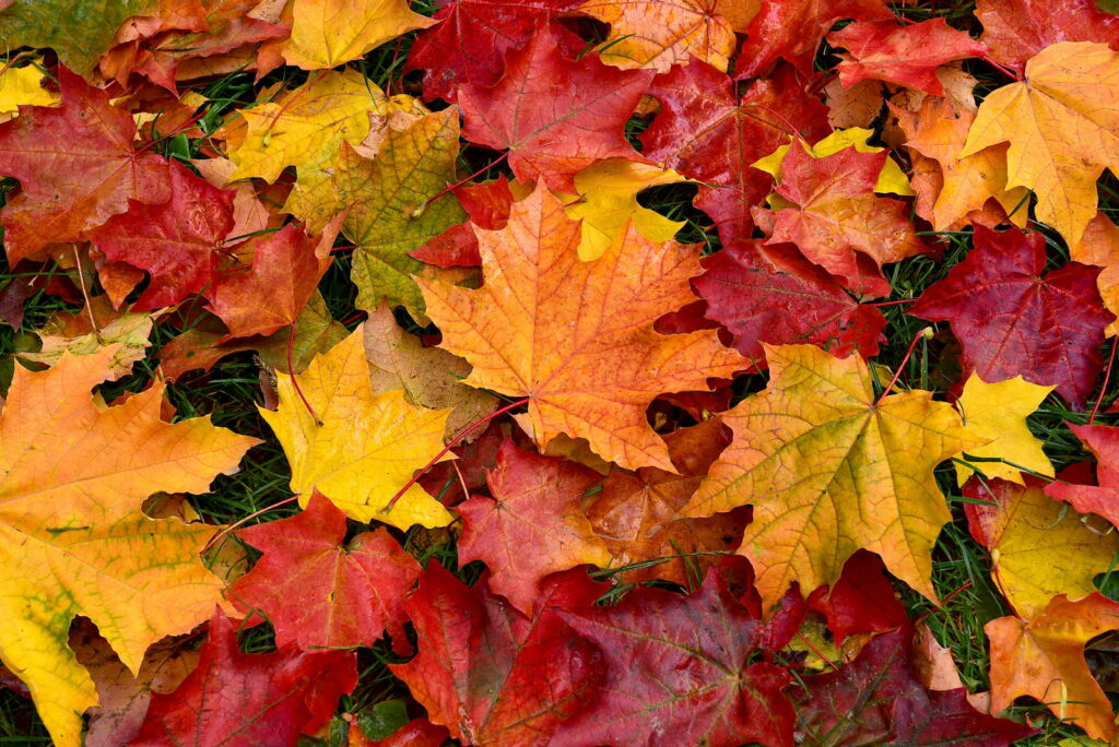 Herbstlaub mit gelben, roten und orangen Blättern