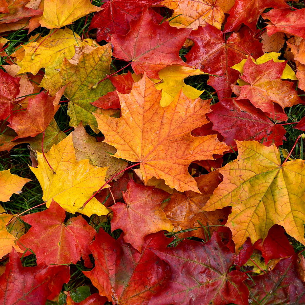 Herbstlaub im Garten: 5 tolle Tipps & Anwendungen - Plantura