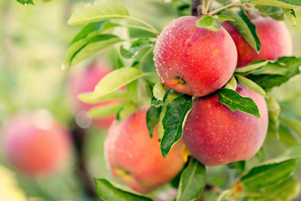 Apfelsorten im Überblick: Äpfel hängen an Apfeöbaum