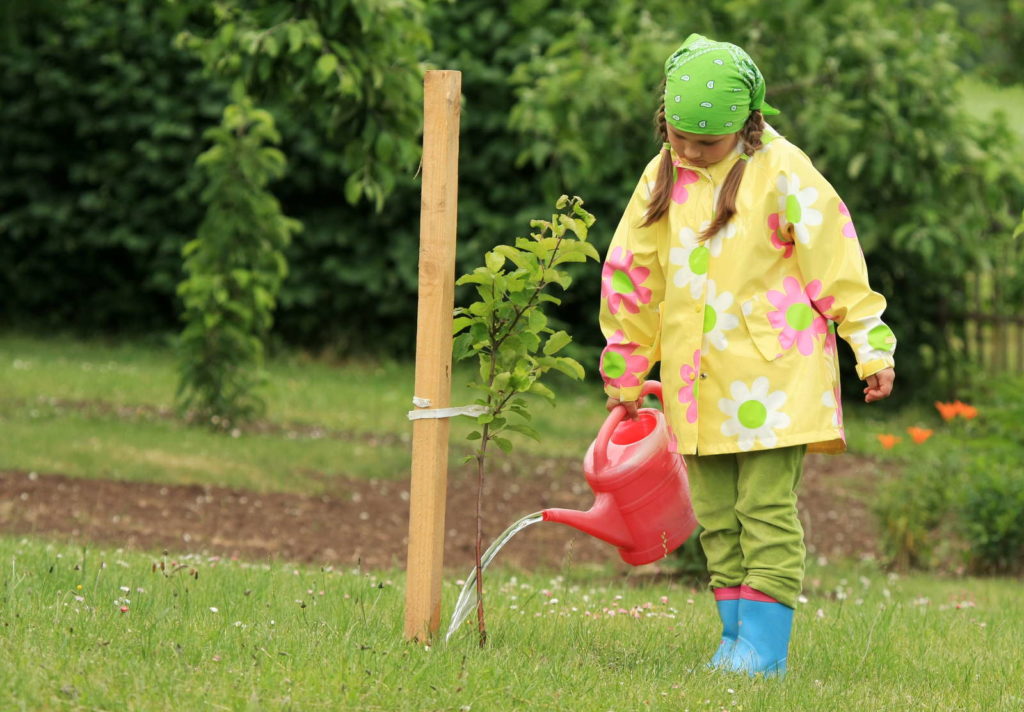 Mädchen gießt frisch eingepflanzten Baum