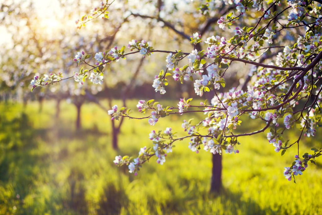 blühender Apfelbaum im Sommer auf Feld