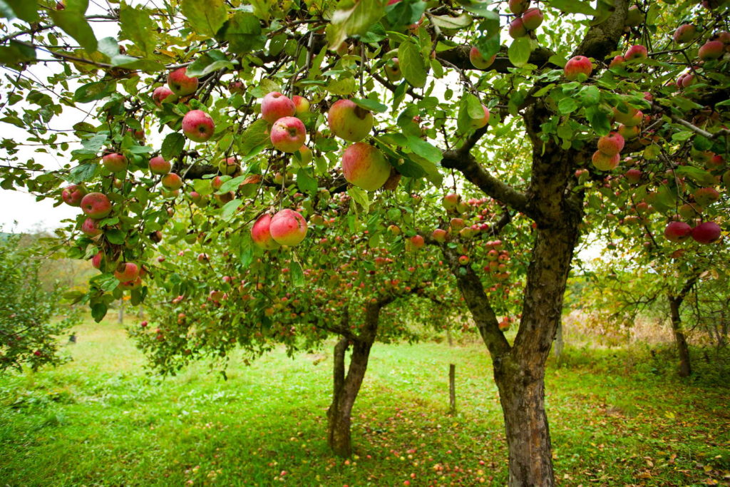Viele Apfelbäume im Garten