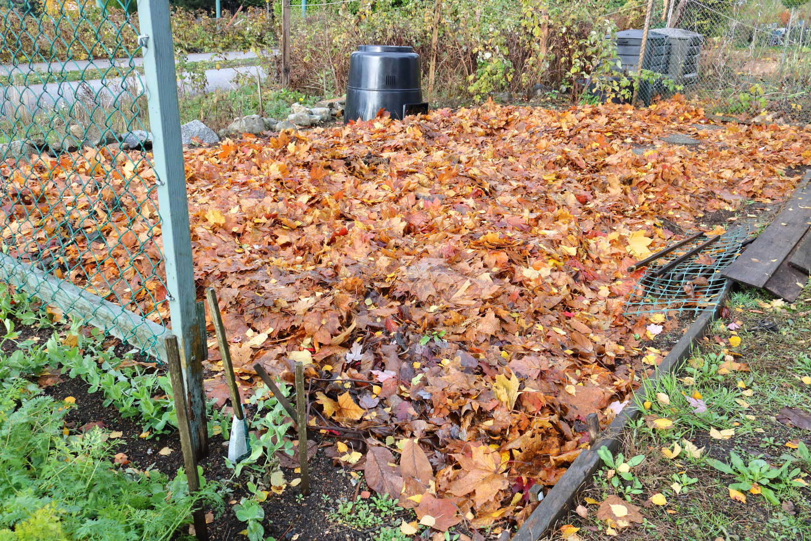 Herbstlaub im Garten: 5 tolle Tipps & Anwendungen - Plantura