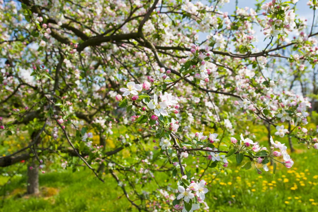 Blühender Apfelbaum auf Wiese