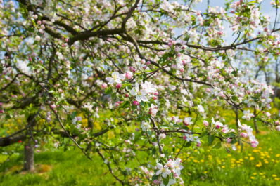 Apfelbaumblüte: Keine Blüte oder Frostschäden