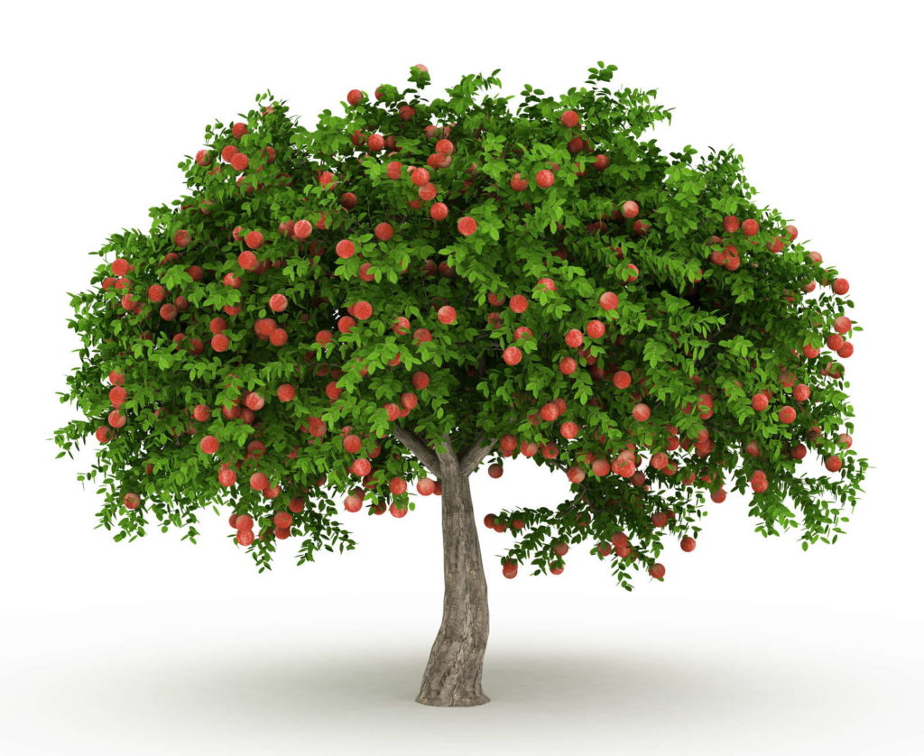 Apfelbaum ExpertenTipps von A bis Z Plantura