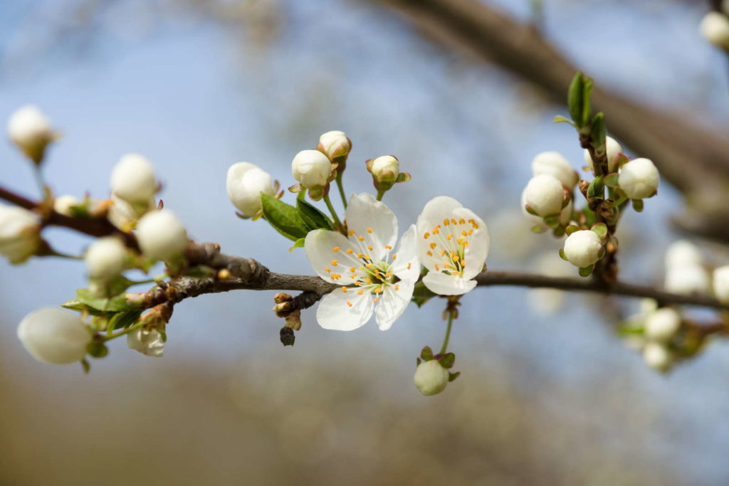 Apfelblüte vor Frost schützen