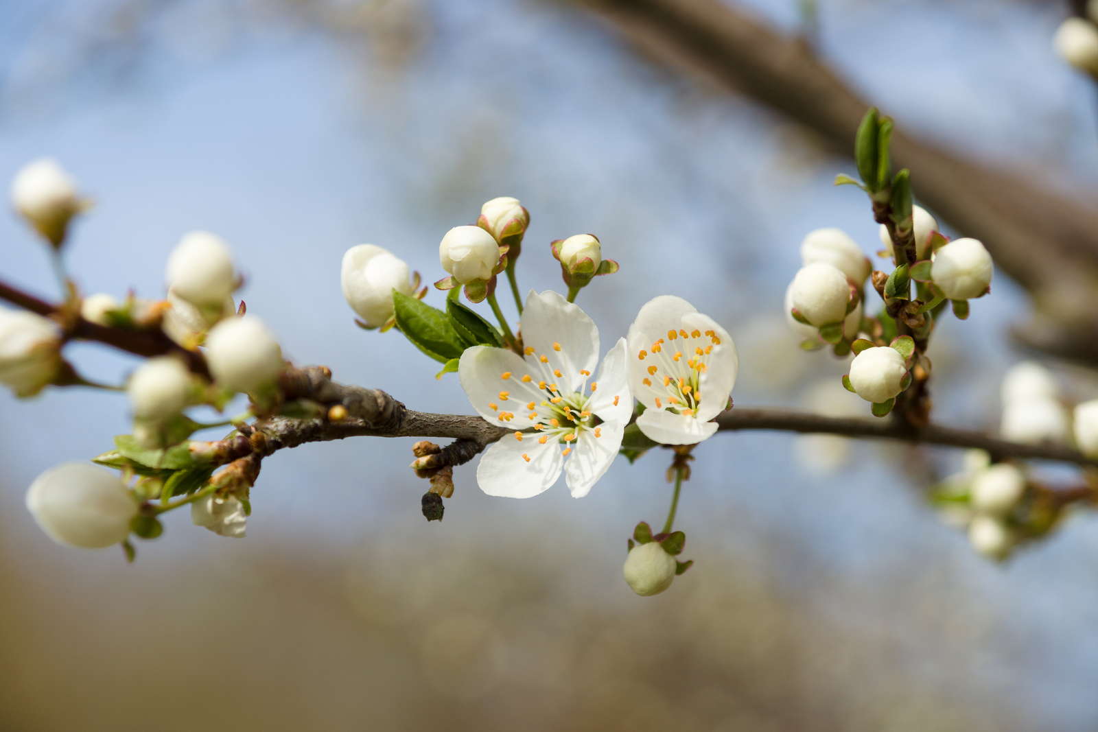 Apfelbaumblute Keine Blute Oder Frostschaden Plantura