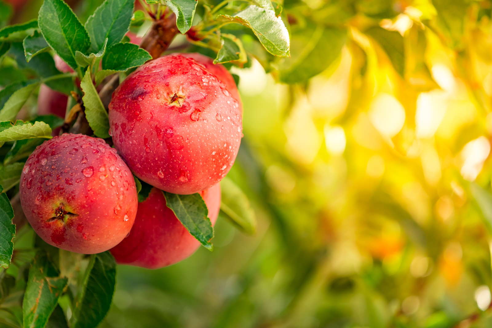 Apfel Richtig Ernten Lagern Hilfreiche Tipps Plantura