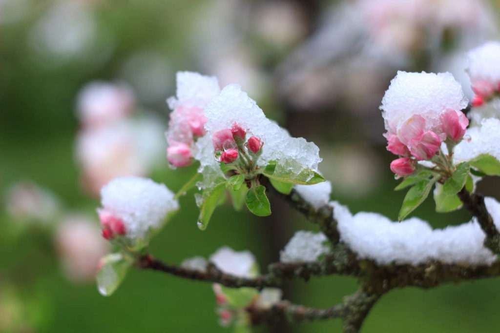 Frost auf austreibenden Apfelbaum mit Blütenknospen