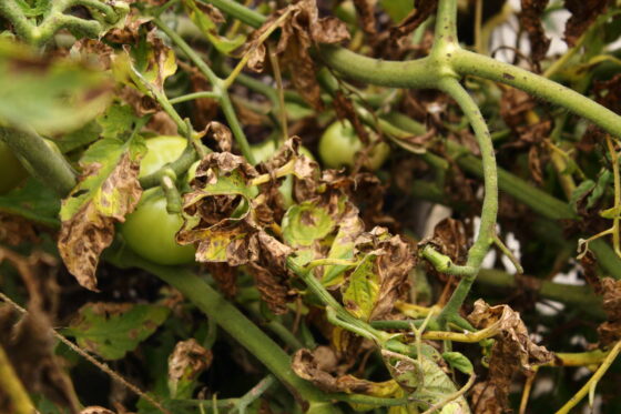 Fusarium: Den hochgiftigen Pflanzenschädling erkennen & bekämpfen