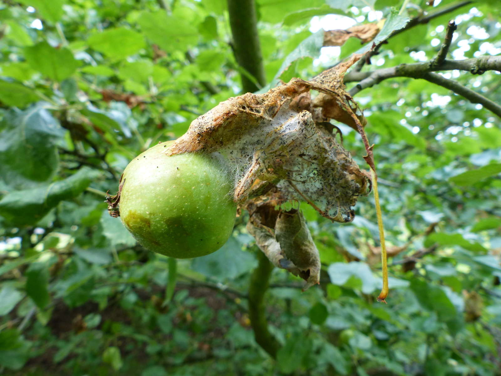 Apfelbaum-Krankheiten: Häufige & gefährliche Krankheiten - Plantura