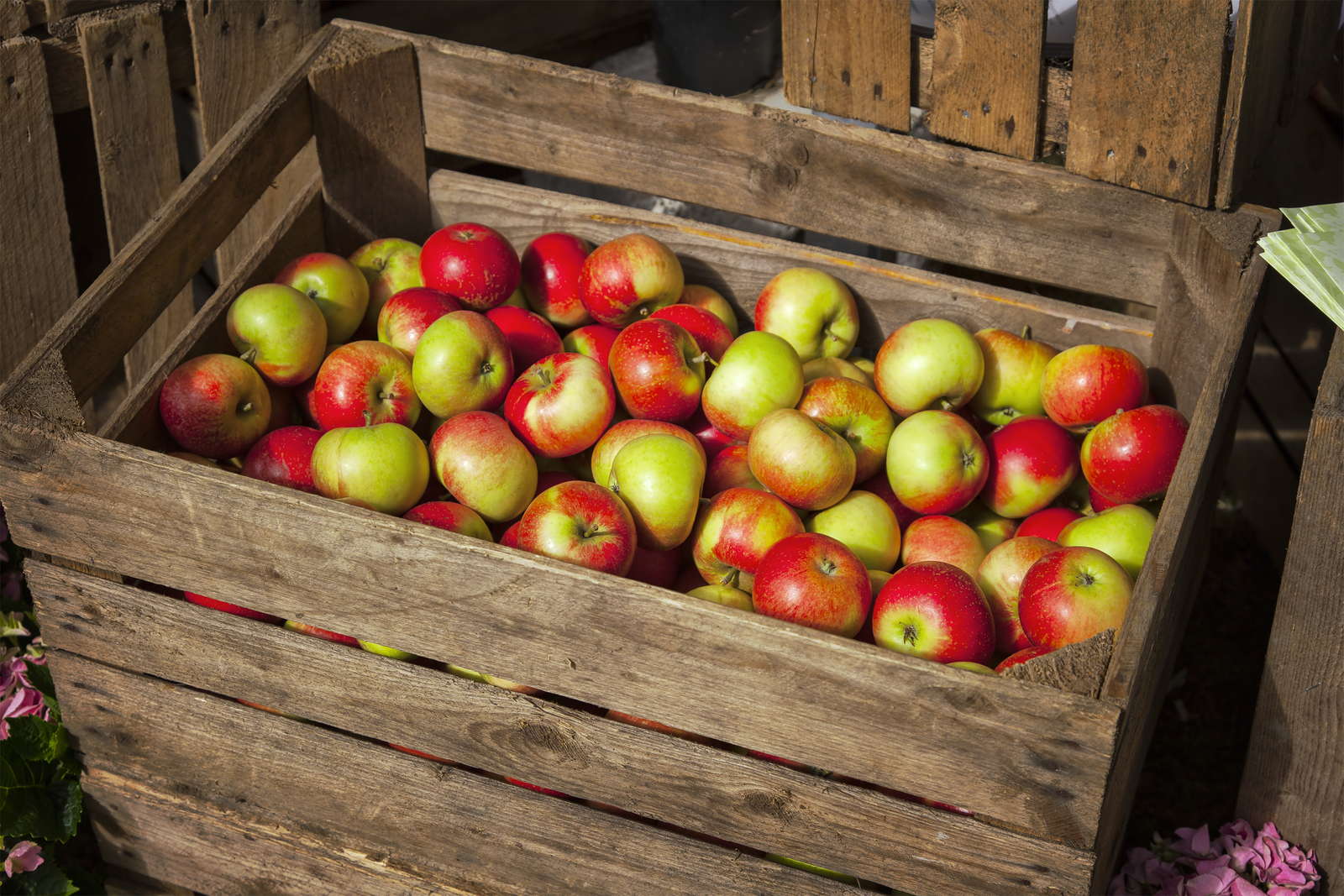 Для лучшего хранения яблок. Ящик с яблоками. Хранение яблок. Урожай яблок. Ящики с яблоками и грушами.