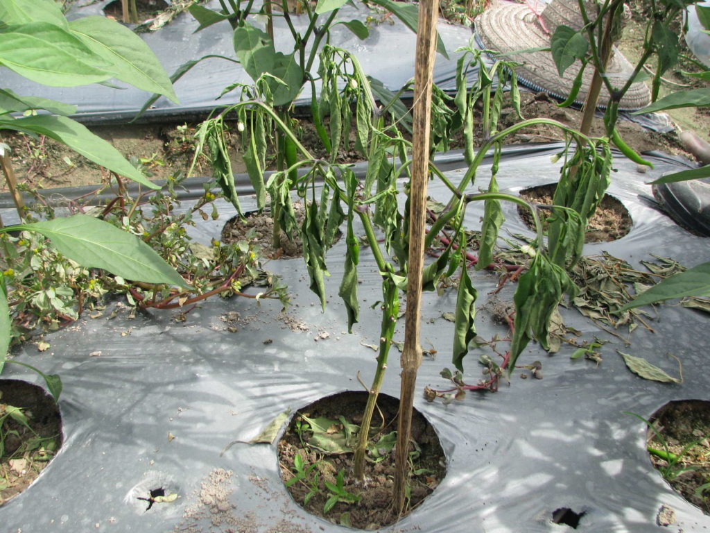 Fusariumsbefall an Paprikapflanze