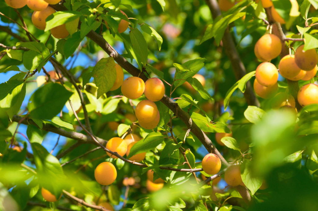 Ontariopflaumenbaum trägt viele Früchte