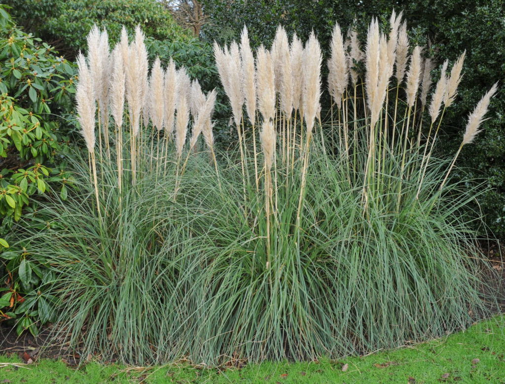 Pampasgraspflanze im Garten zuschneiden