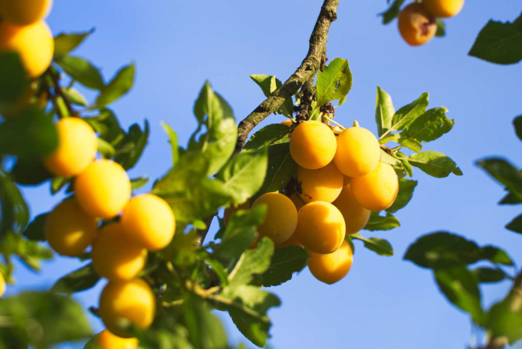 Mirabellenbaum trägt viele gelbe Früchte