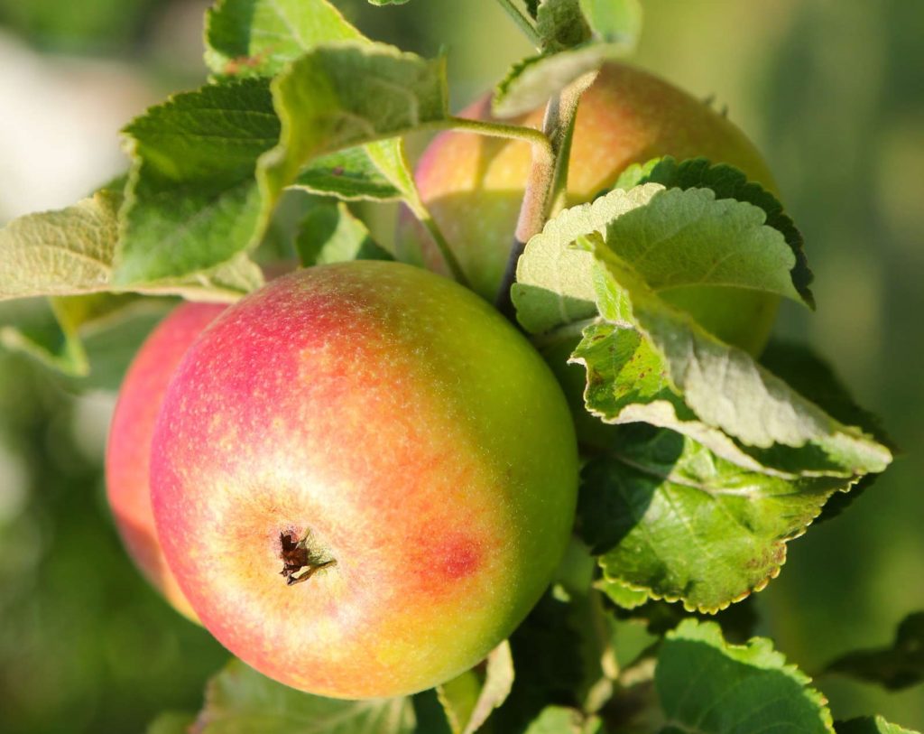 Apfelbaumsorte Rote Alkemene