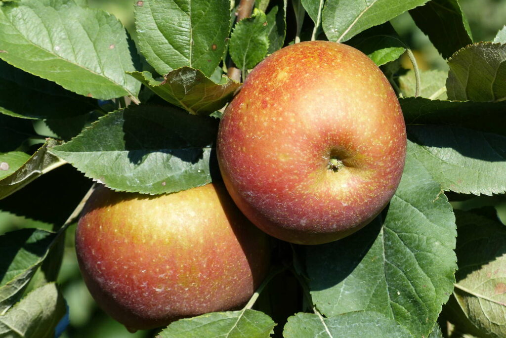 Apfelsorten: 2 Äpfel der Sorte Roter Boskoop