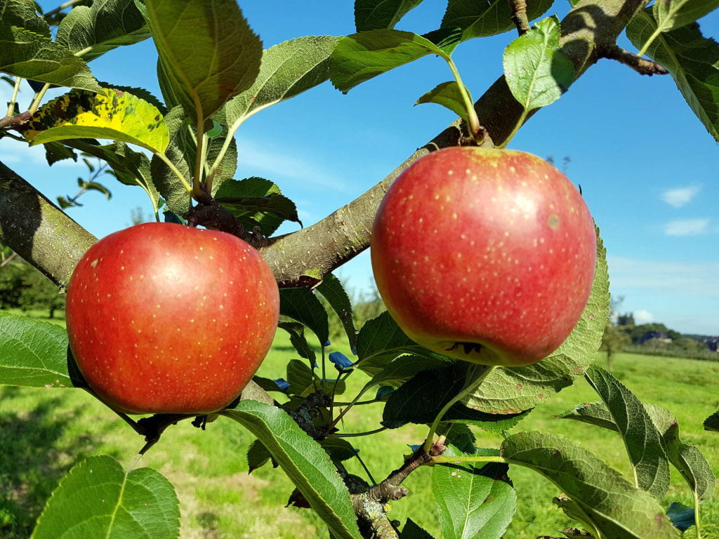 Traditionelle Apfelsorte