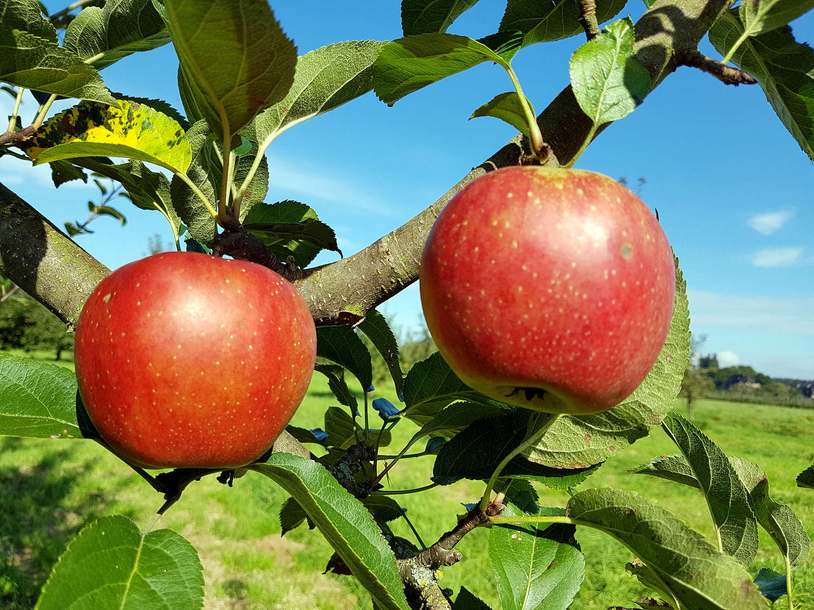 Apfelbaum ExpertenTipps von A bis Z Plantura