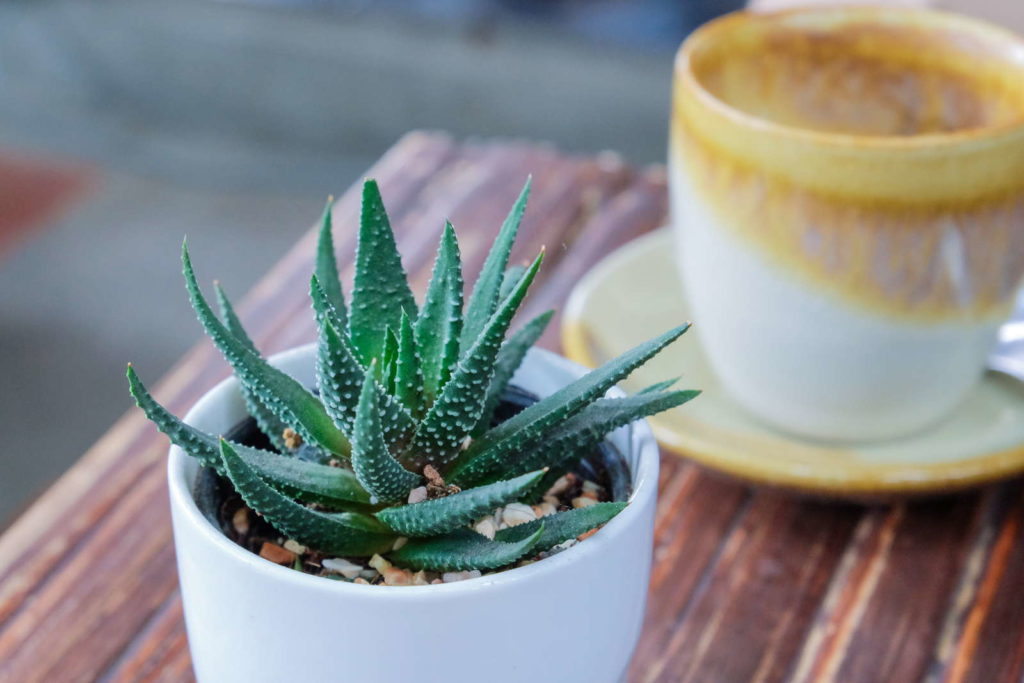 Aloe Vera - Pflanze steht neben einer Kaffeetasse auf dem Tisch
