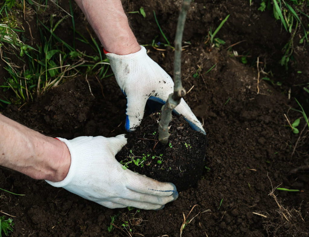 Apfelbaum einpflanzen mit Händen in Erde
