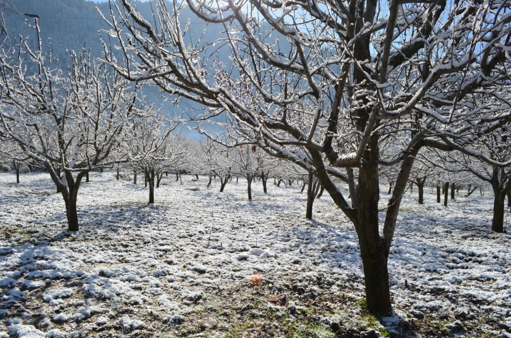 Apfelbaum im Winter auf Feld