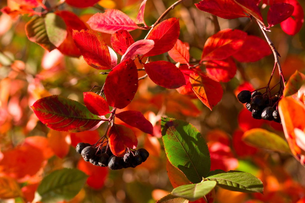 Apfelbeere mit roten Blättern und schwarzen Beeren