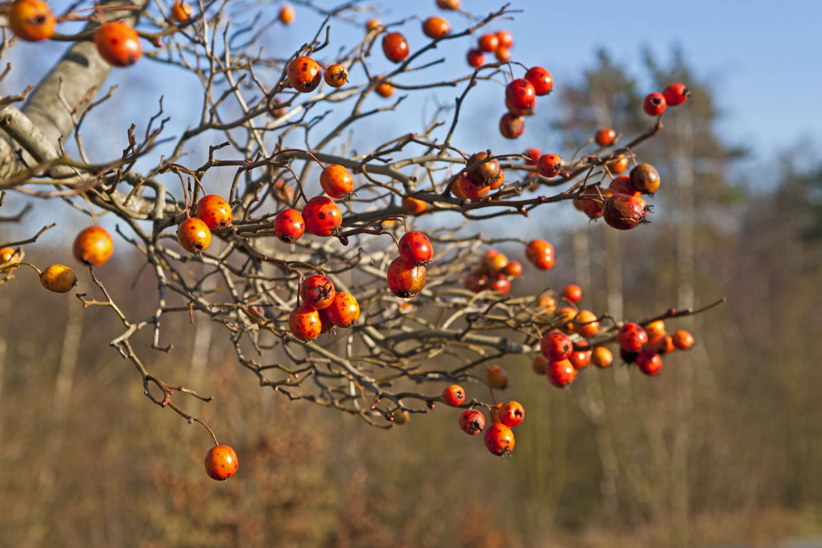 Bunte Pflanzen im Winter Die 10 schönsten Arten Plantura