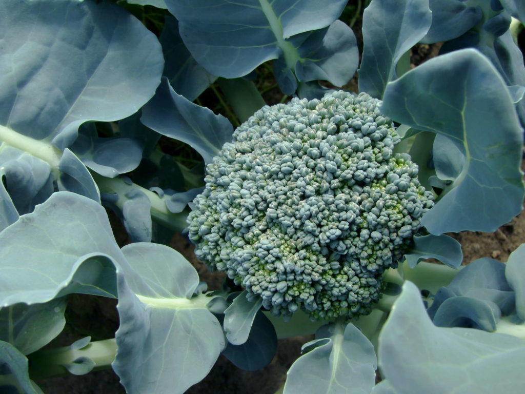 Brokkoli im Garten