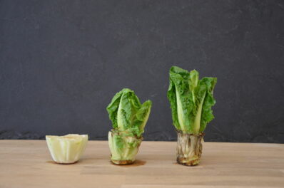 Regrowing: Das Nachwachsenlassen von Gemüseresten