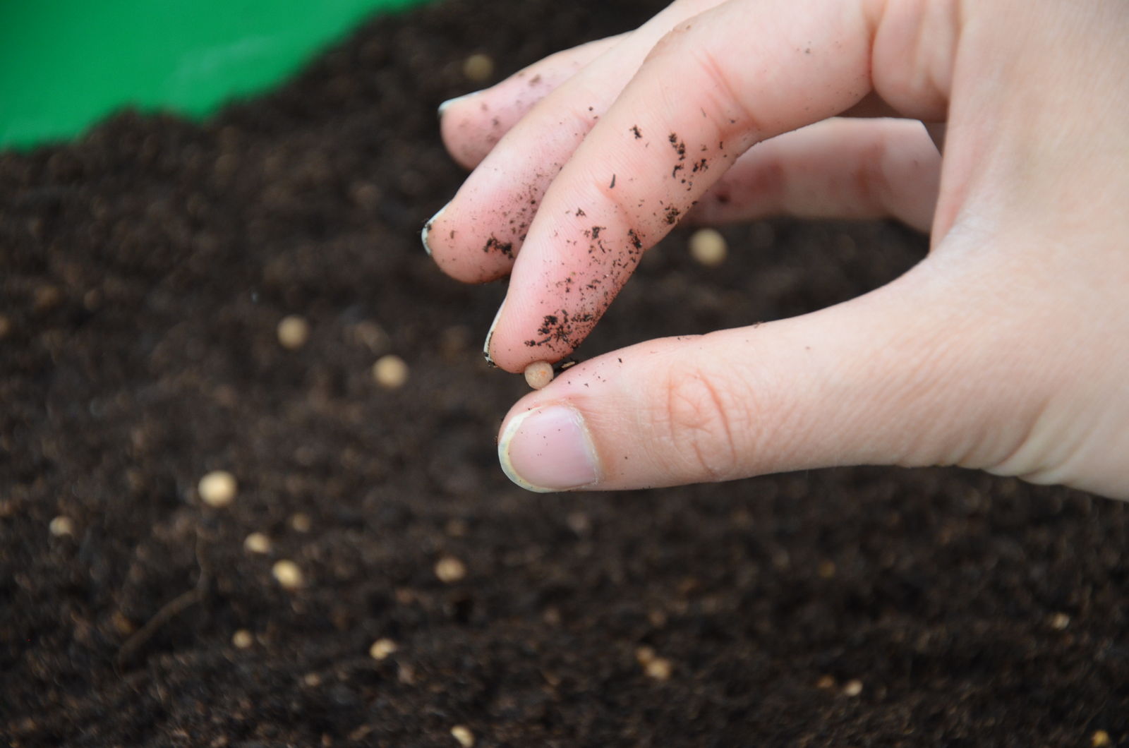 Schneckeneier in der Blumenerde? Plantura