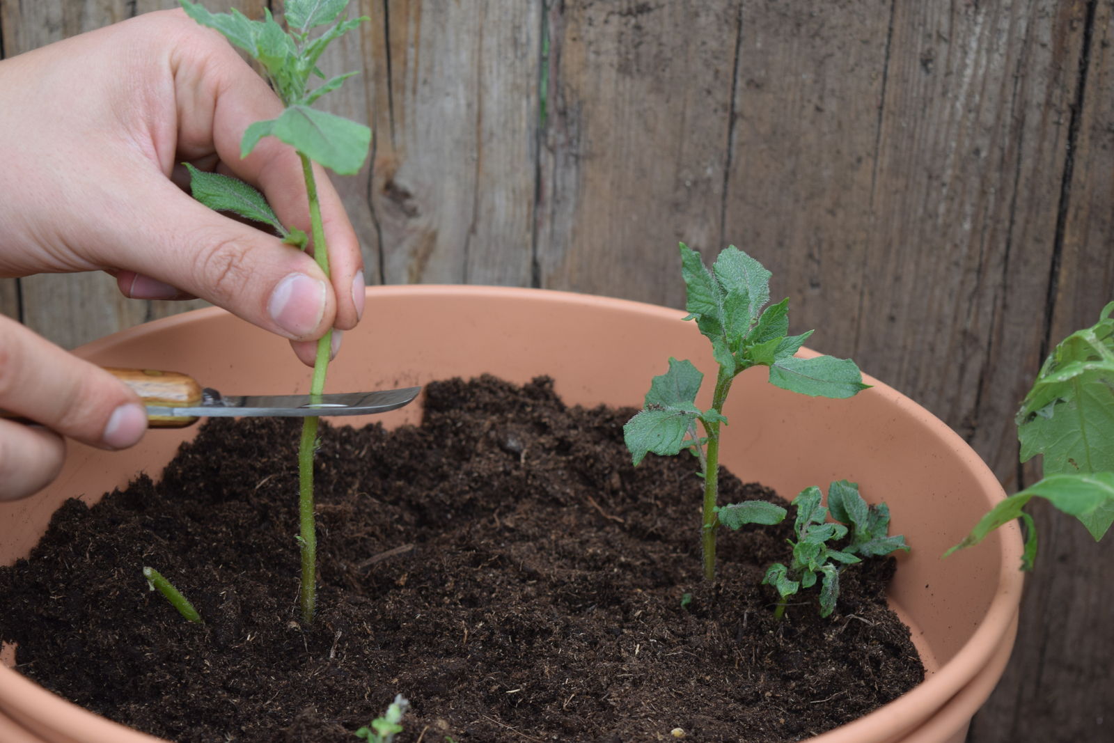 57+ Tomaten Pflanzen Kürzen, Was ist dabei zu beachten gibt, haben
