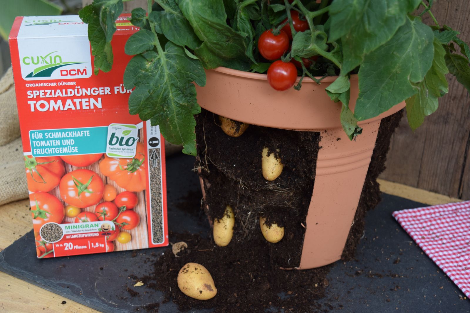Tomoffel Tomaten auf Kartoffeln veredeln (VideoAnleitung) Plantura