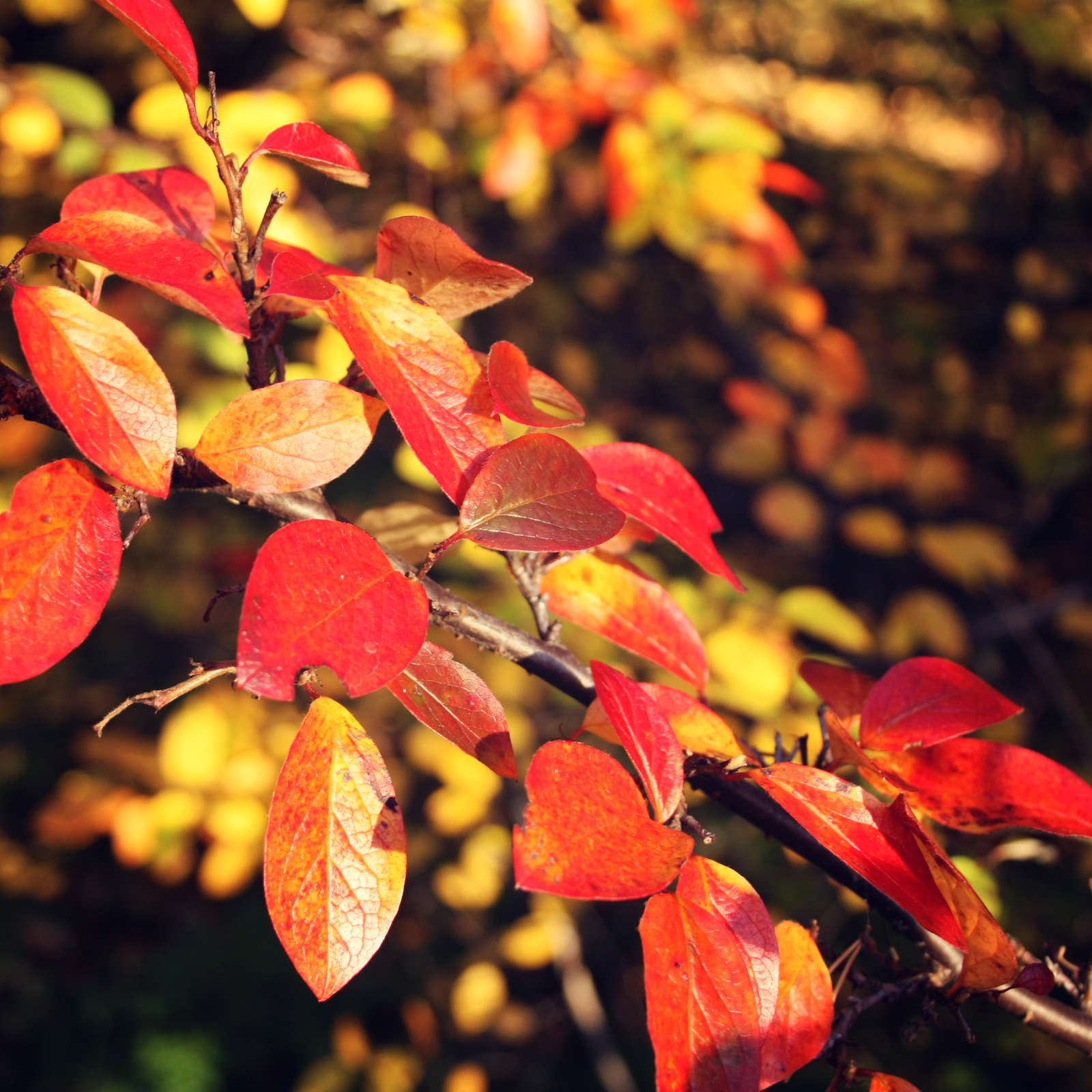 10 Sträucher & Bäume mit intensiver Herbstfärbung Plantura
